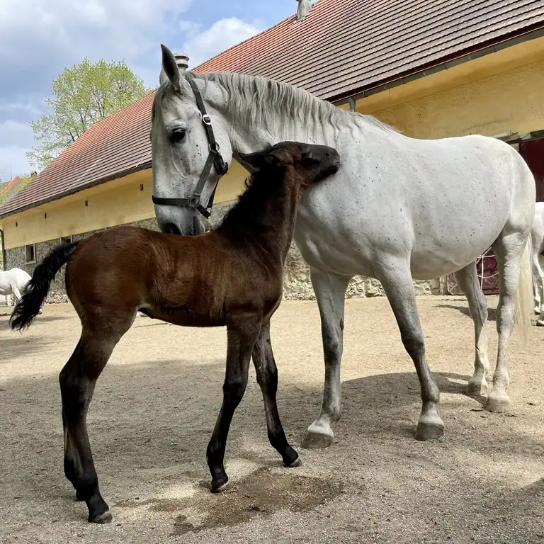 travelinstyle Lipizzanergestüt Piber Südsteiermark