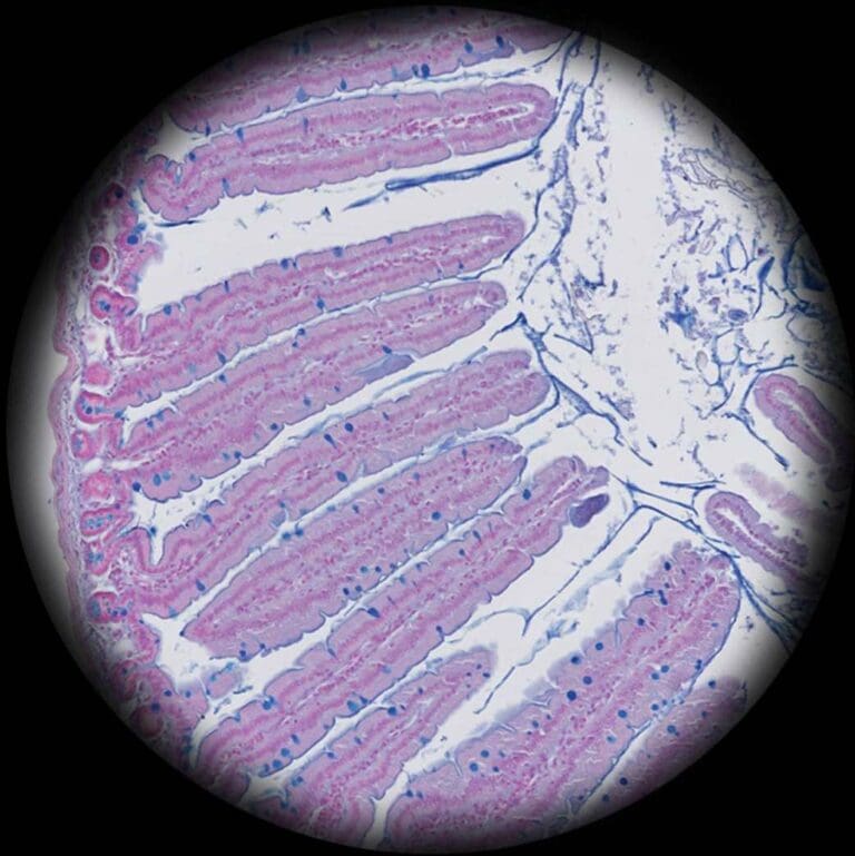 Histologie et scanner de lames