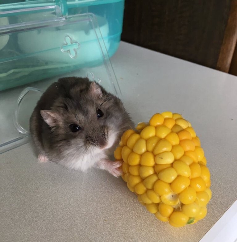 hamster-eat-corn1