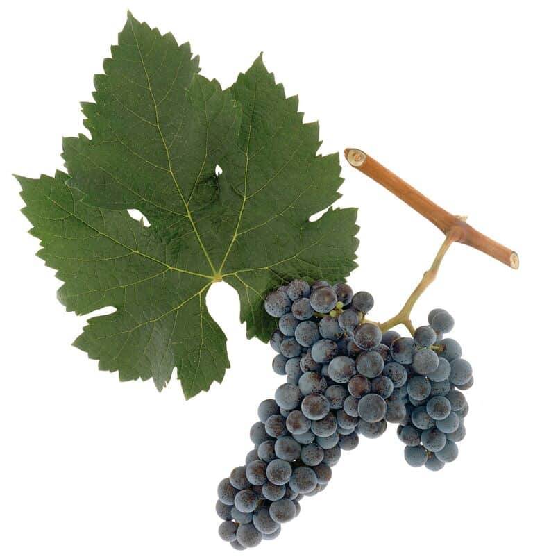 Ampelographie-Merlot - Weinwerkstatt Merlot