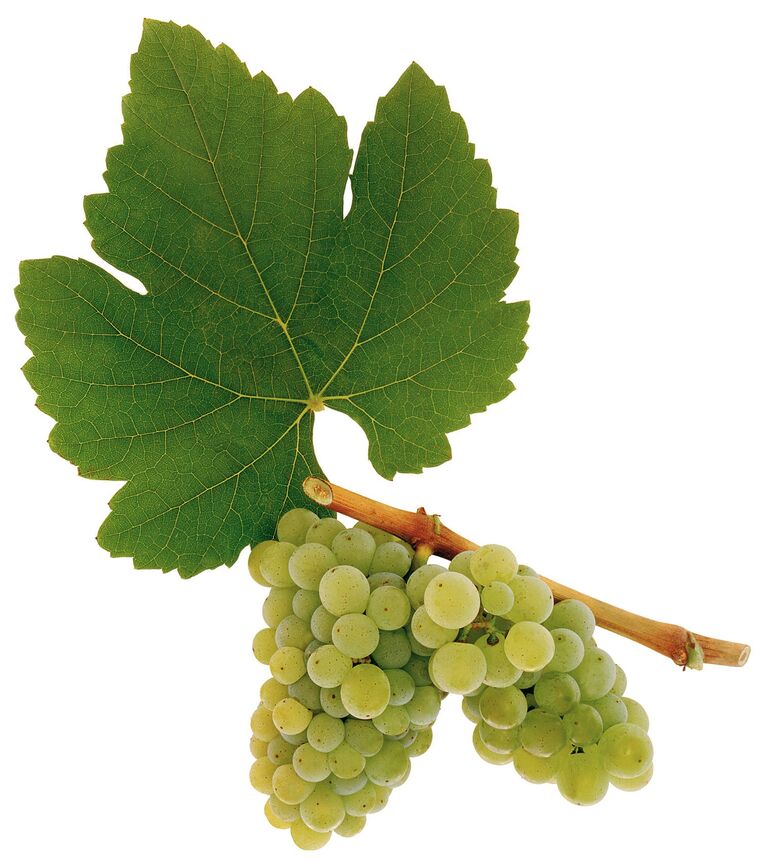 Ampelographie-Neuburger - Weinwerkstatt Neuburger