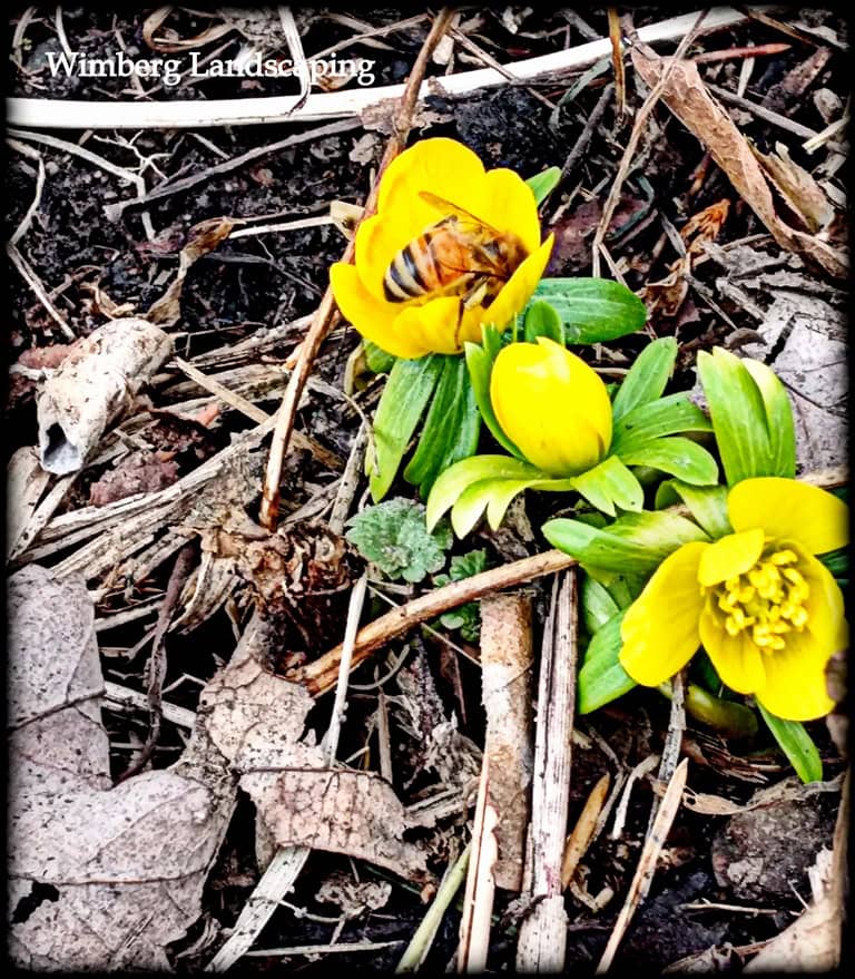 Read more about the article Winter Aconite: One for the Bees