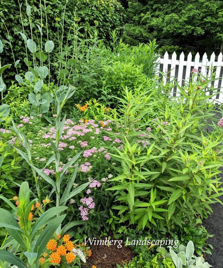 Read more about the article Same Plants in a Different Way