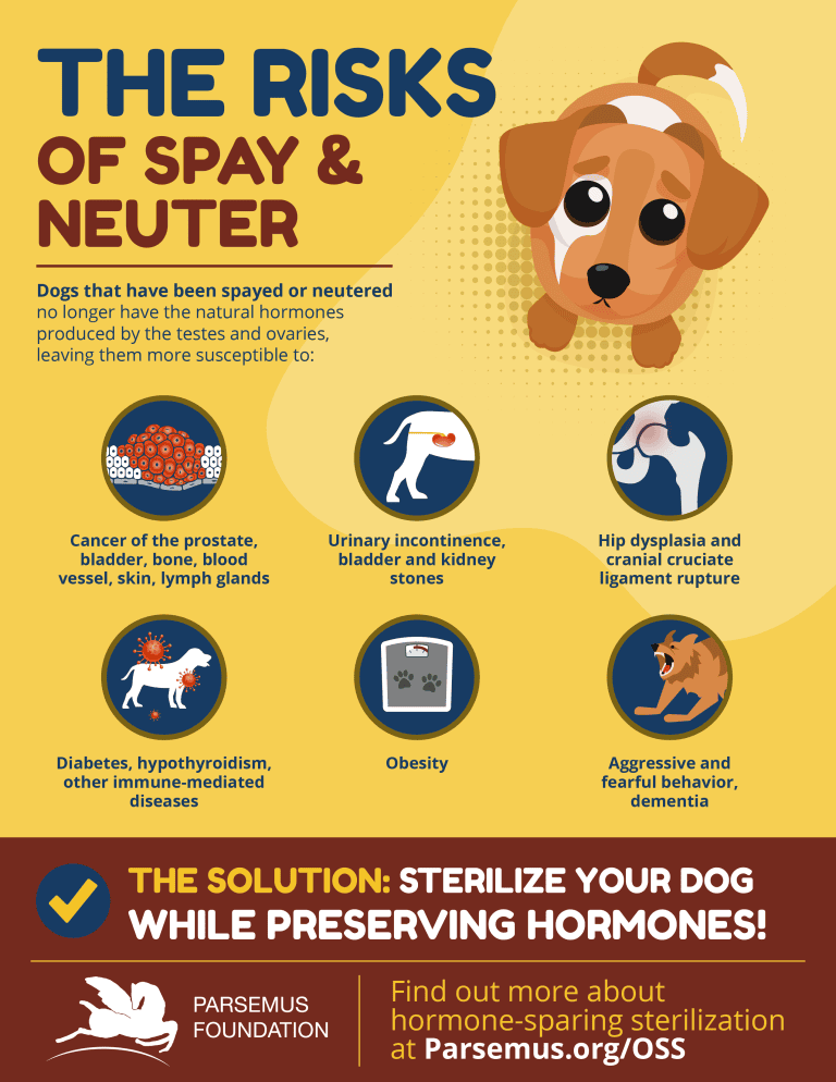 The Risks of Spay and Neuter in Dogs
