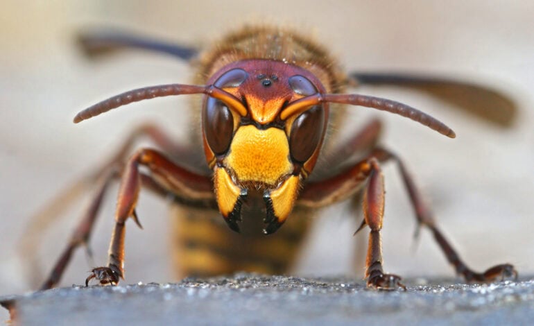 Certibiocide frelons asiatiques