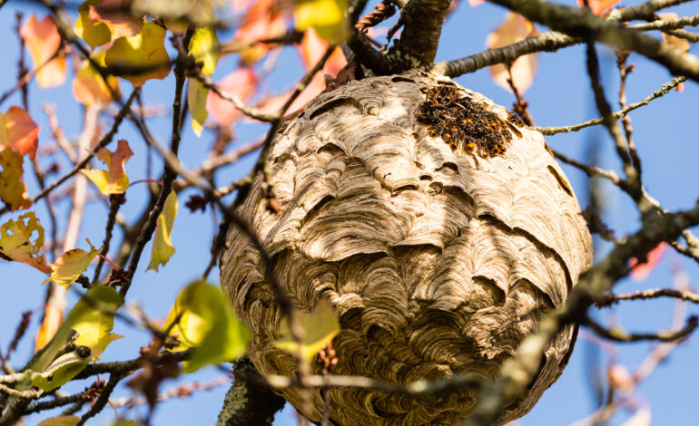 Certibiocide : une obligation pour éliminer les frelons asiatiques