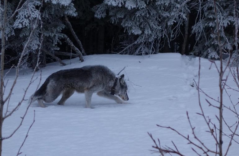 riley-denali-wolf