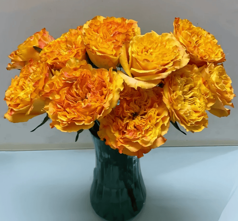 Orange Reeva - Image 2