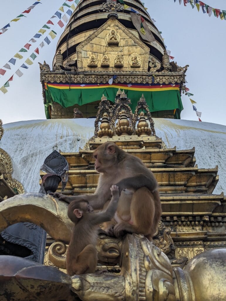 Monkeys in front of Swayambhunath Stupa, one of Nepal’s most sacred Buddhist sites, aka the Monkey Temple.