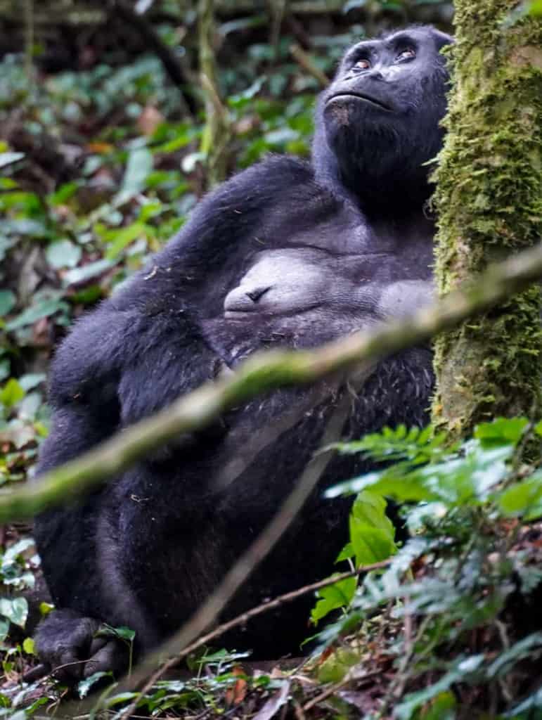 gorilla trek Uganda