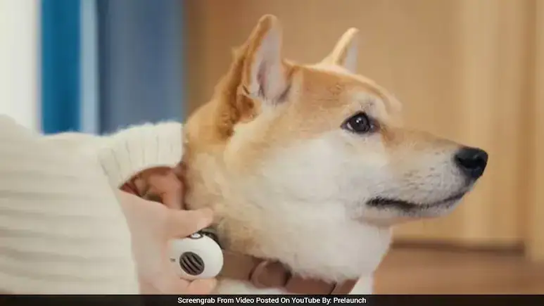 Can AI Really Read Your Pet’s Mind? New ‘Pet Translator’ Device Creates Massive Buzz Online
