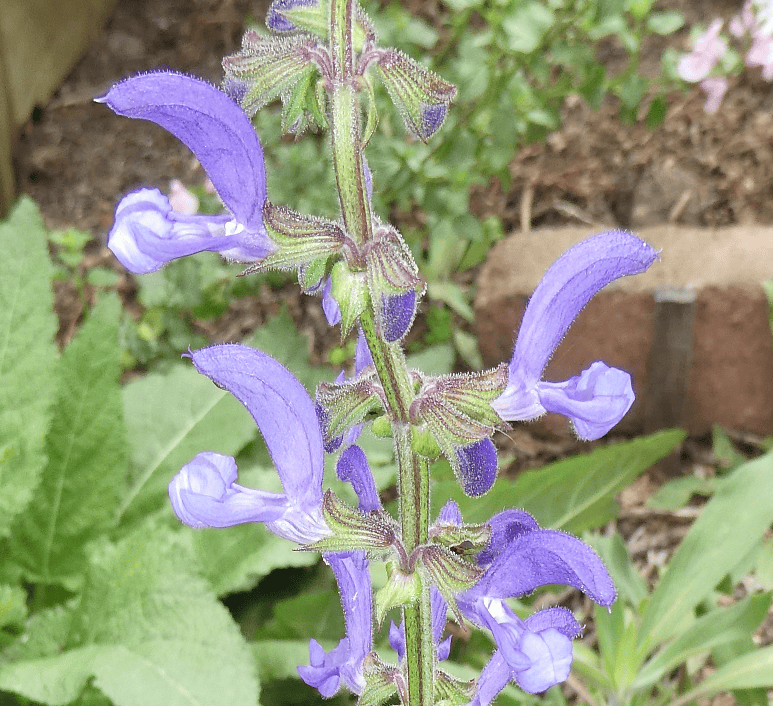 Salvia pratensis 'Indigo'