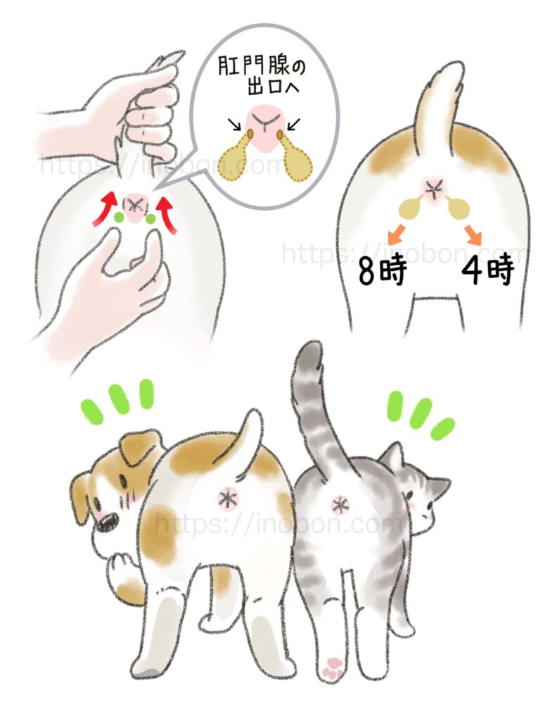 犬と猫の肛門腺絞りを説明したイラスト