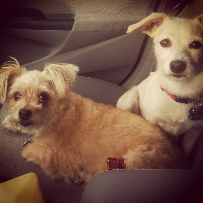 Sophie and Prudence lying happily together