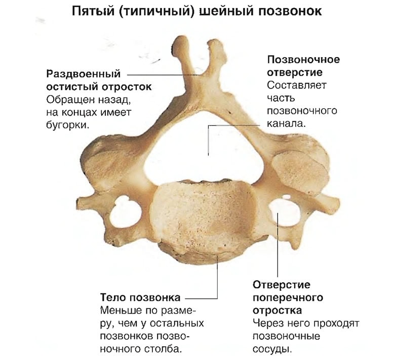 Строение Типичного позвонка (Пятый шейный позвонок) Строение Типичного позвонка (Пятый шейный позвонок)