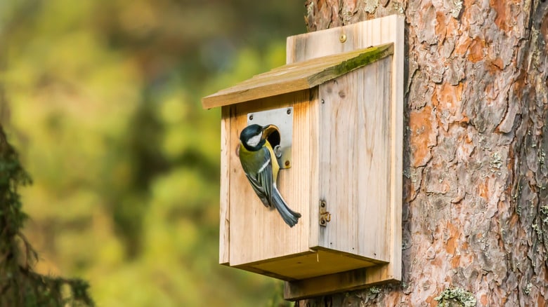 Should Bird Roosting Boxes Be Sealed