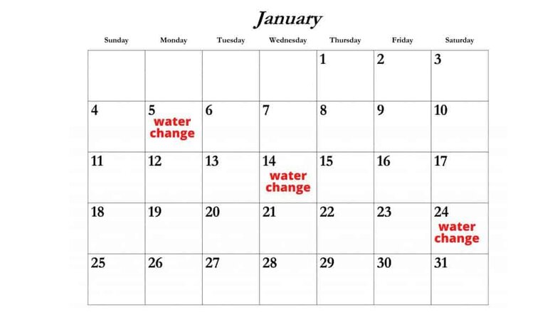 water change schedule