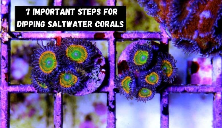 how to dip saltwater corals