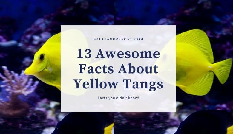 yellow tang facts