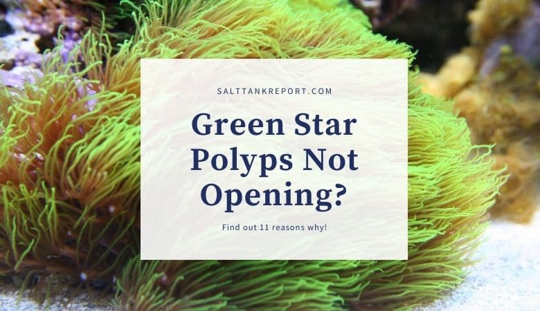 green star polyps not opening