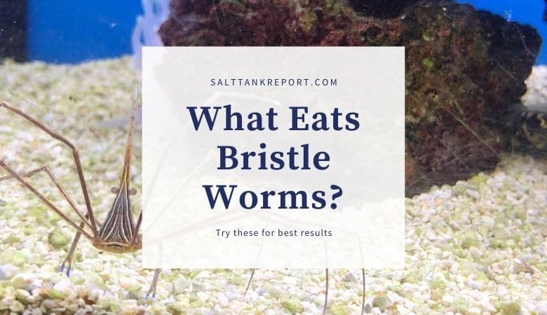 what eats bristle worms