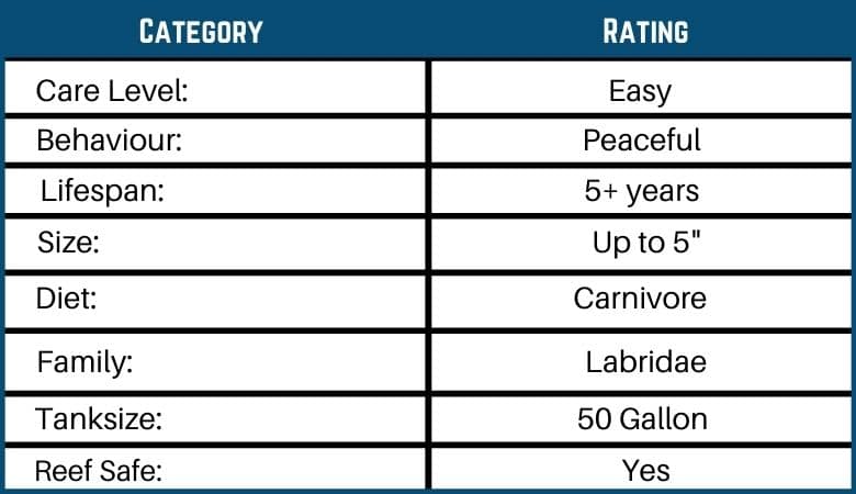 Yellow Coris wrasse care chart
