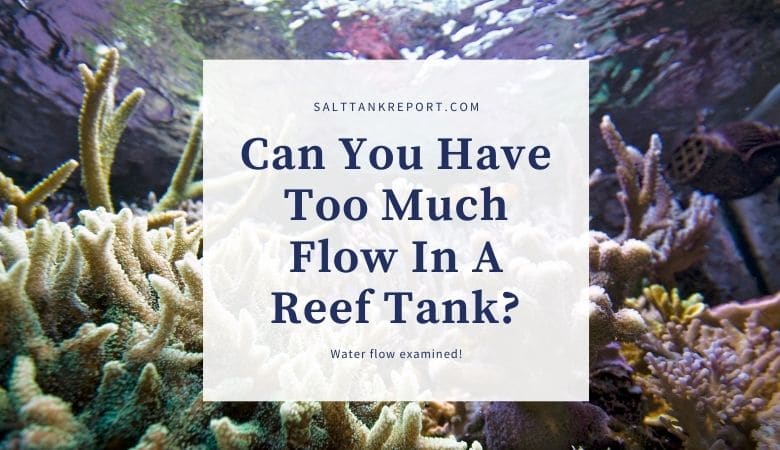 can you have too much flow in a reef tank?
