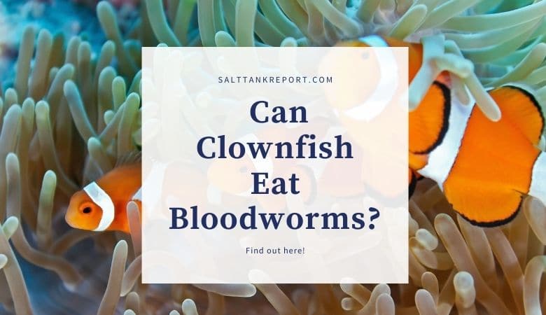 can clownfish eat bloodworms