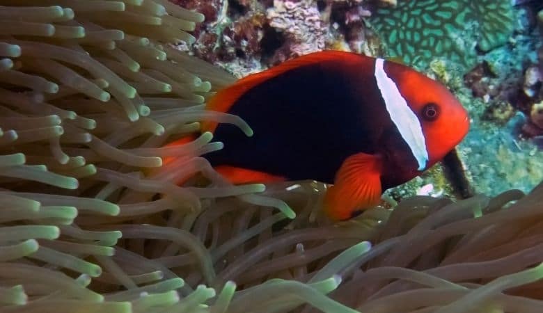Can Clownfish And Seahorses Live Together? 3
