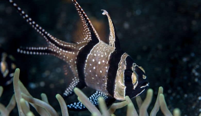 Can Clownfish And Seahorses Live Together? 5