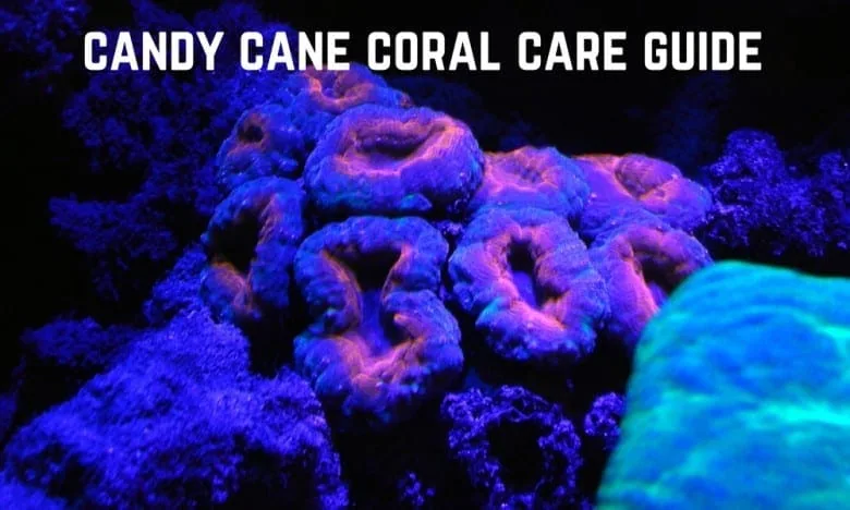 candy cane coral care guide