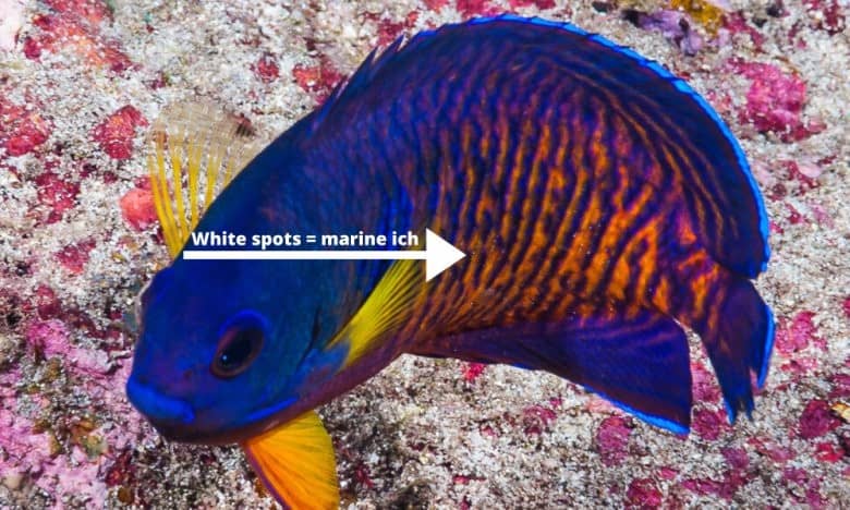 coral beauty marine ich