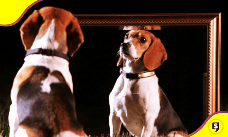 clonación de mascotas