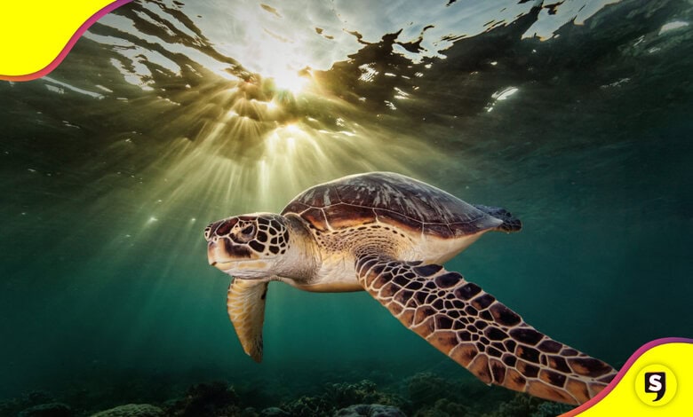 tortugas marinas recuperación