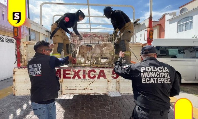 Ecatepec 700 animales
