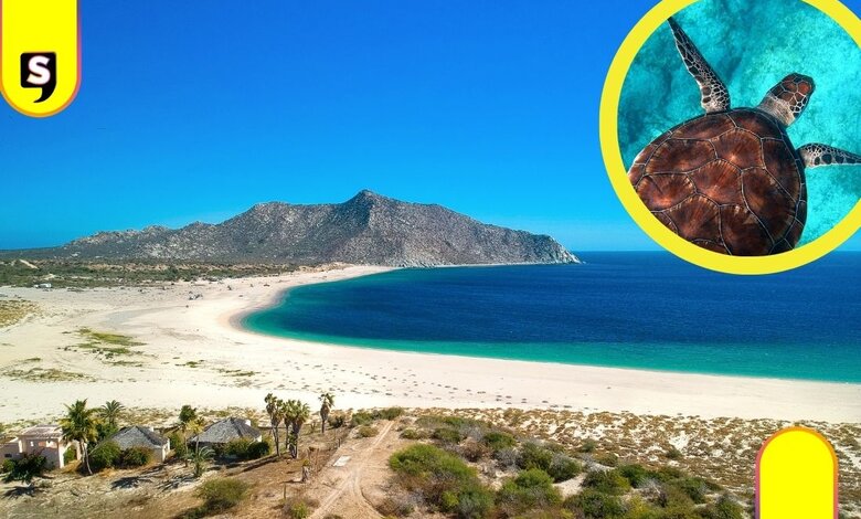 vida marina en Baja California
