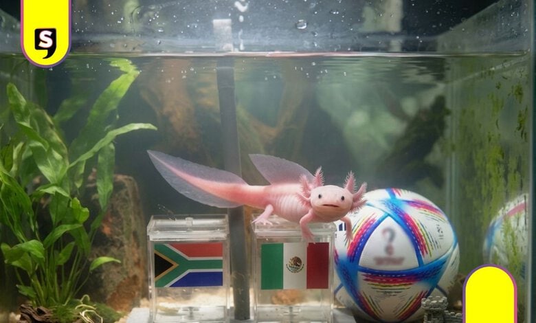 Paco ajolote resultados del Mundial