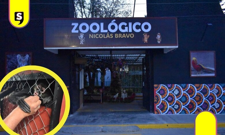 monos araña Zoológico de Tulancingo