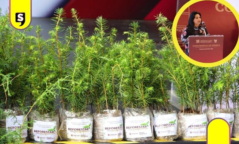 2.6 millones de plantas Hidalgo