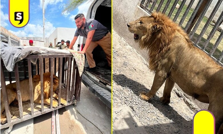 león africano abandonado Matamoros