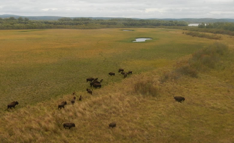 Wood bison near the Innoko River in western Alaska. Photo by Tom Seaton.