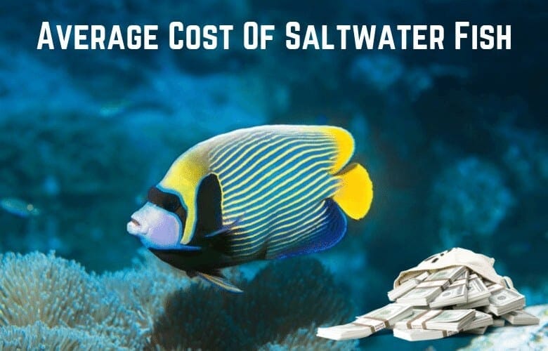 cost of saltwater fish