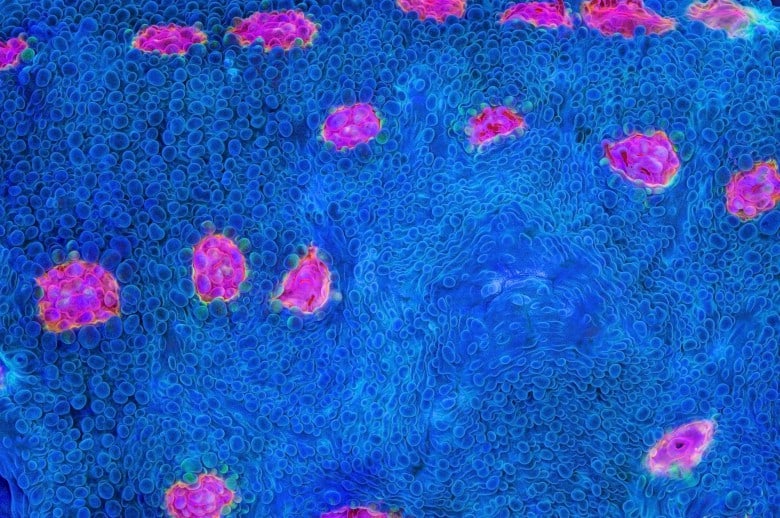 miami hurricane chalice