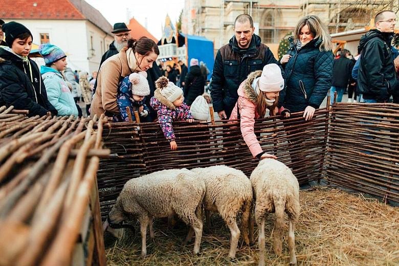 Állatsimogató a nagyszombati középkori adventi vásáron gyerekeknek