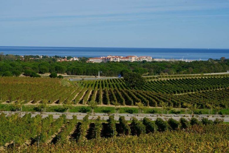 Viñas del Rosellón