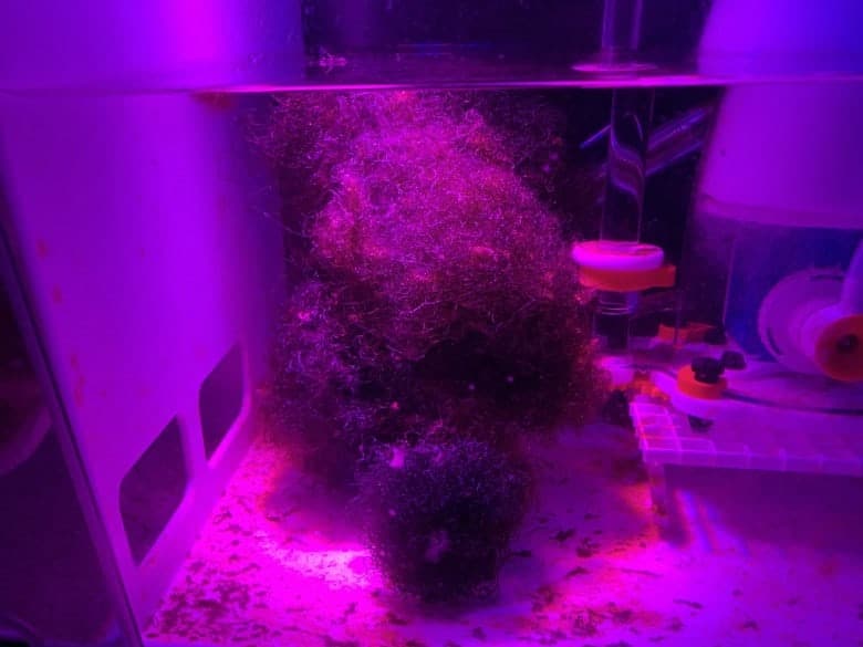 luxbird par 38 led chaeto growth