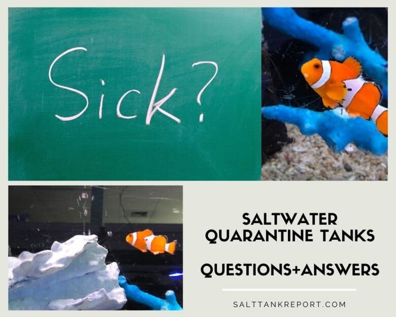 saltwater quarantine tanks