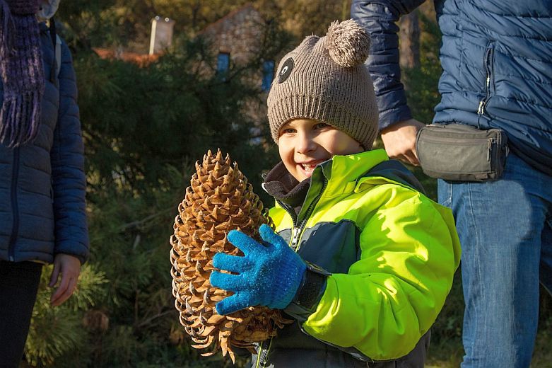 Tobozszüret a Folly Arborétumban Badacsonyörsön – jubileumi esemény a 120 éves arborétumban