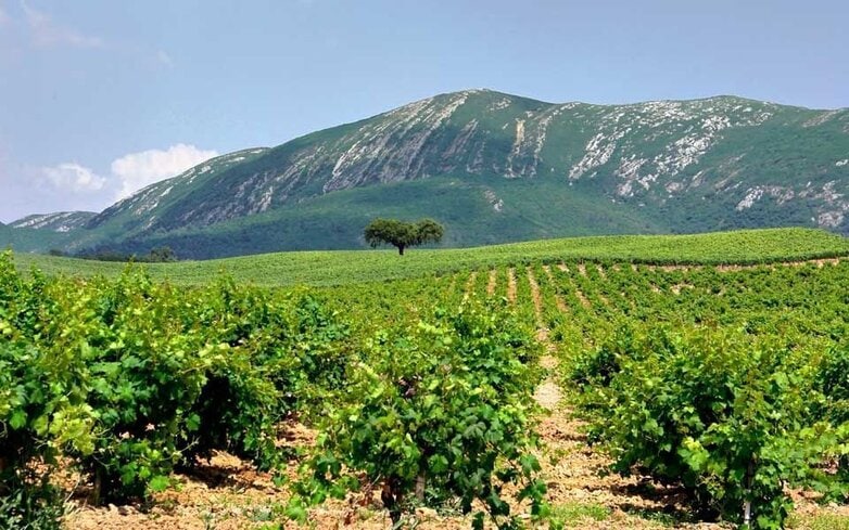 Viñas en la Península de Setúbal