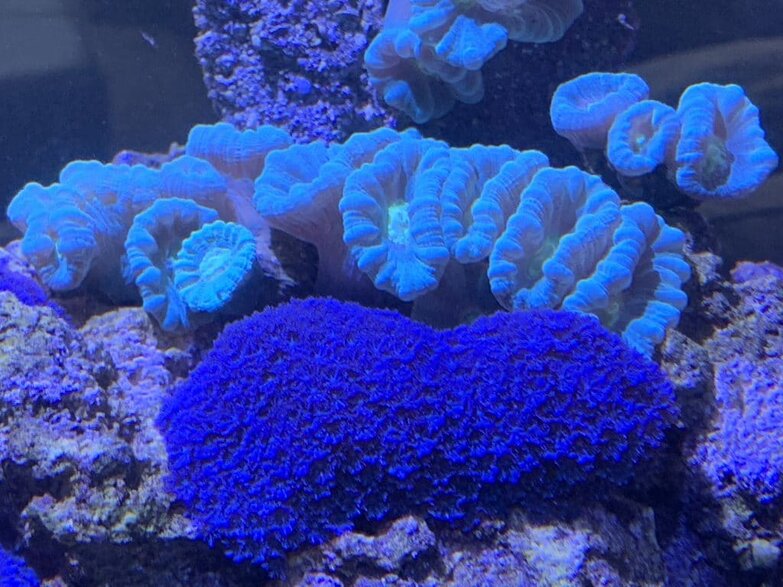 blue clove polyps coral care